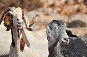 Goats grazing on the hills in the national park Akamas in Cyprus
