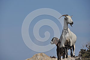 Goats grazing on the hills in the national park Akamas in Cyprus