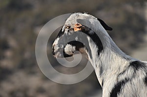 Goats grazing on the hills in the national park Akamas in Cyprus