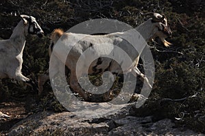 Goats grazing on the hills in the national park Akamas in Cyprus