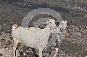 Goats grazing on the hills in the national park Akamas in Cyprus