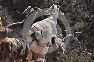 Goats grazing on the hills in the national park Akamas in Cyprus