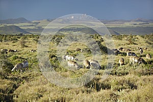 Goats grazing at Lewa Conservancy with Mount Kenya in background, Kenya, Africa photo