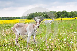 Goats grazing on the meadow