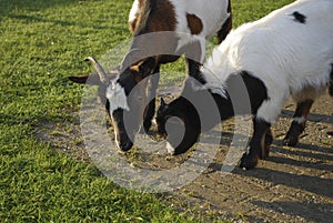 Goats grazing in a meadow.