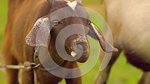 Goats grazing in the meadow. Funny goat eating on the goat farm. agrotourism. Farm animals. Families visiting community