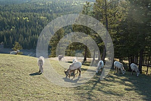 Goats grazing on mountain pasture