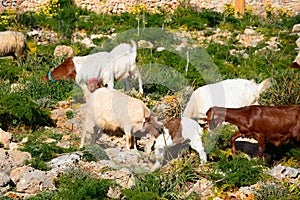 Goats grazing on scrubland, Malta.