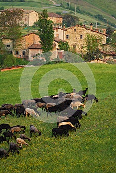 Goats grazing in village