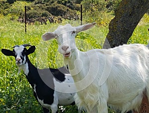 Goats in the green garden photo