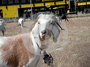 Goats hang out in an overgrown field