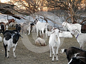 Goats hang out in an overgrown field