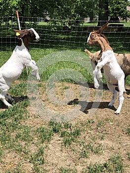 2 Goats head butting