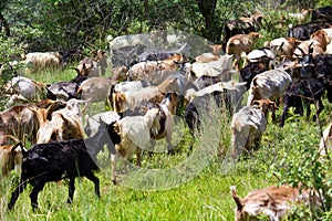 Goats heard