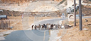 Goats herd blocking a countryside road