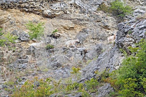 Goats on a high cliff