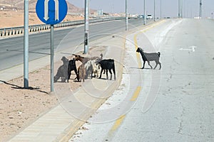 Goats on highway 15 in Jordan