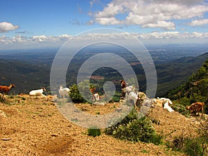 Goats in the hill, Andes mountain, nature landscape, at Linares, Maule, Chile photo