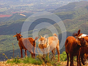 Goats in the hill, Andes mountain, nature landscape, at Linares, Maule, Chile photo