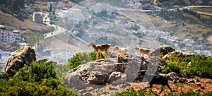 Goats on hills of Chefchouen - Morocco photo