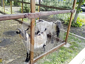 Goats in the household. Mini goat farm.