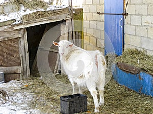 Goats in the household. Mini goat farm.