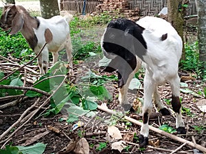 Goats java Indonesia