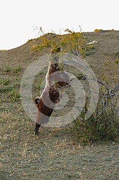 goats and kids grazing on the land, damaging the trees, goats damaging the trees