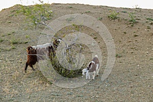 goats and kids grazing on the land, damaging the trees, goats damaging the trees