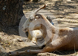 Goats in Les Saintes, Guadeloupe photo