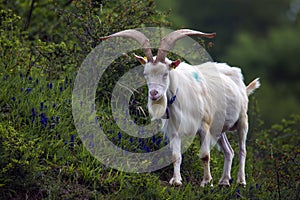 Samec koza s rohy na zelené pastvině v kopci