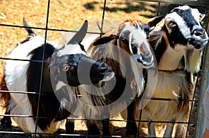 Goats looking through a fence backround