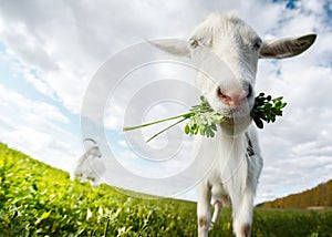 Goats on the meadow