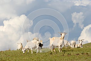 Goats in the meadow