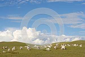 Goats in the meadow