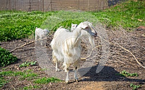 Goats on the meadow of Crete