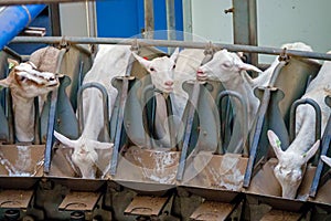 Goats are in a modern milking machine and are being milked automatically.