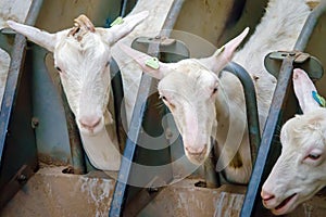 Goats are in a modern milking machine and are being milked automatically. photo