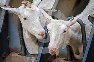 Goats are in a modern milking machine and are being milked automatically. photo