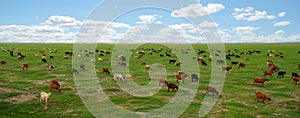 Goats in Mongolian steppe photo