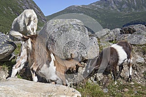 Goats in the mountain, Herdal's Farm, Norway