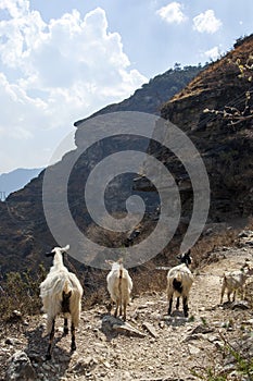 Goats on Mountain Path