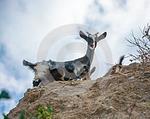 Goats in the mountains