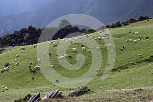 Goats on the moutain grassland photo