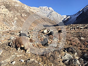 Goats in Muktinath Valley in Mustang District, Nepal in Winter.