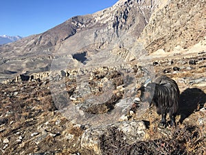 Goats in Muktinath Valley in Mustang District, Nepal in Winter.