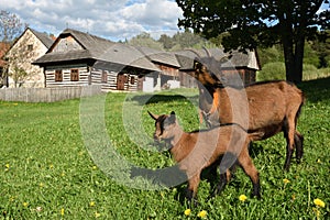 Goats in Museum of Slovak Village, Turiec Region, Slovakia