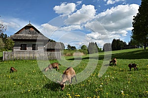 Goats in Museum of Slovak Village, Turiec Region, Slovakia