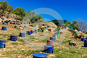 Goats near Algodonales in province Cadiz, Andalusia, Spain photo