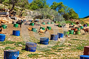 Goats near Algodonales in province Cadiz, Andalusia, Spain photo